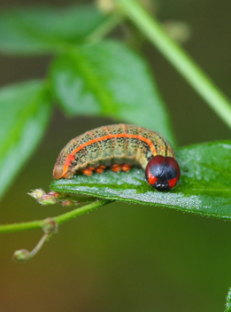 Long-tailed Skipper caterpillar